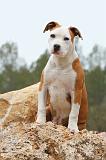 AMSTAFF  PUPPIES 046